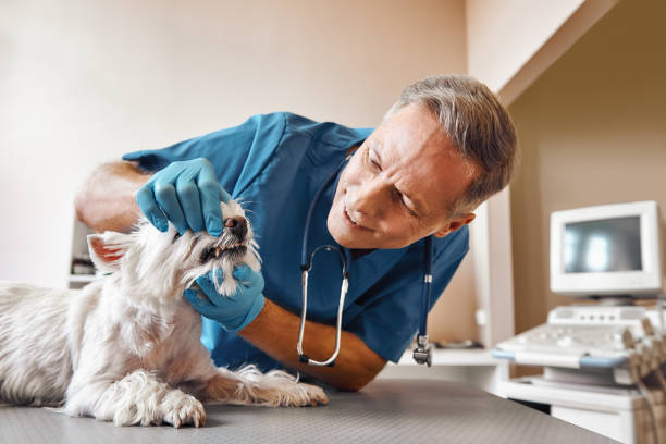 Best Emergency Care for Gum Disease in Wartburg, TN